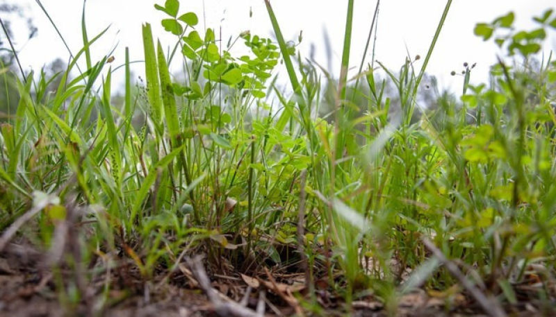 gras-soil-life-monitor
