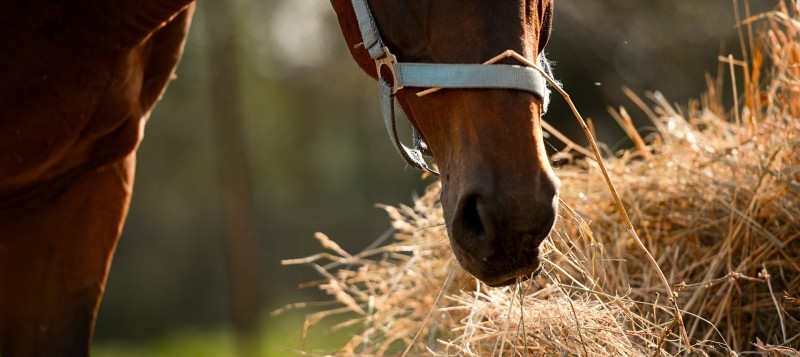 equi-feed-4