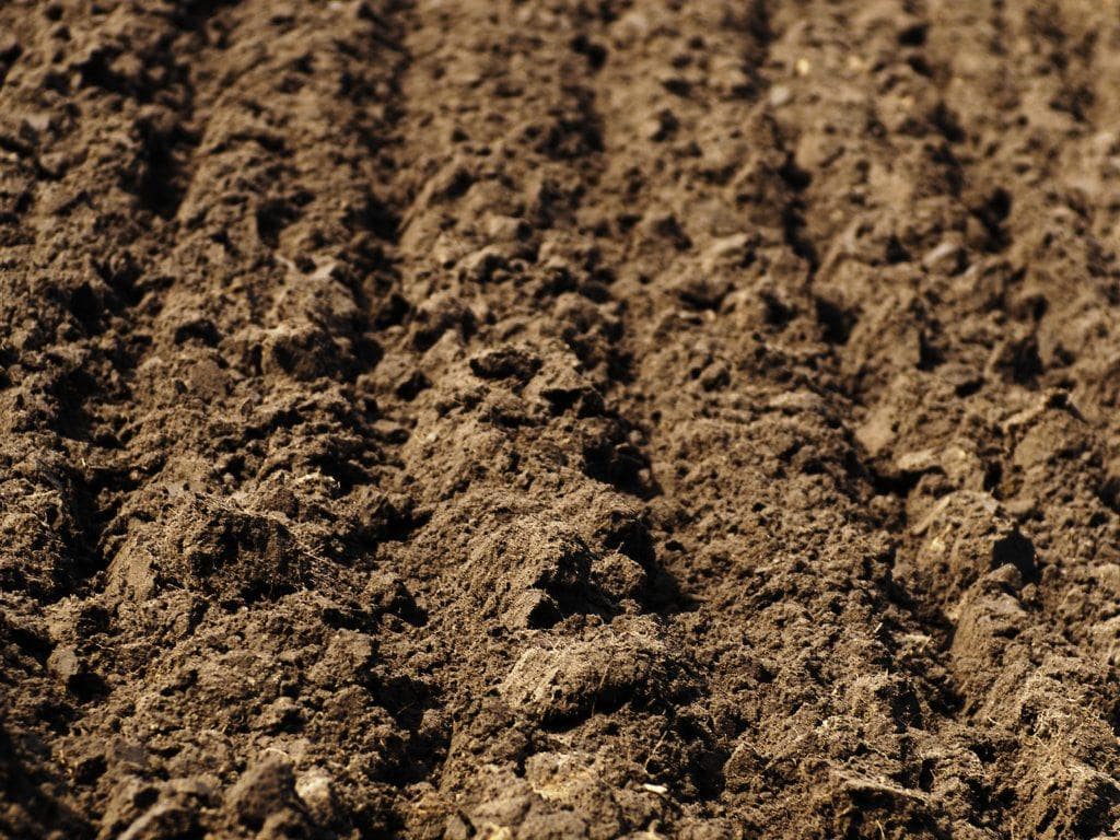 bare-soil-web