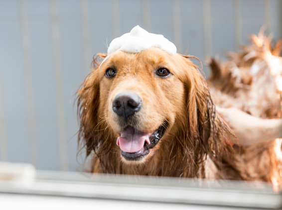 nl_oct25_pet-care-testing