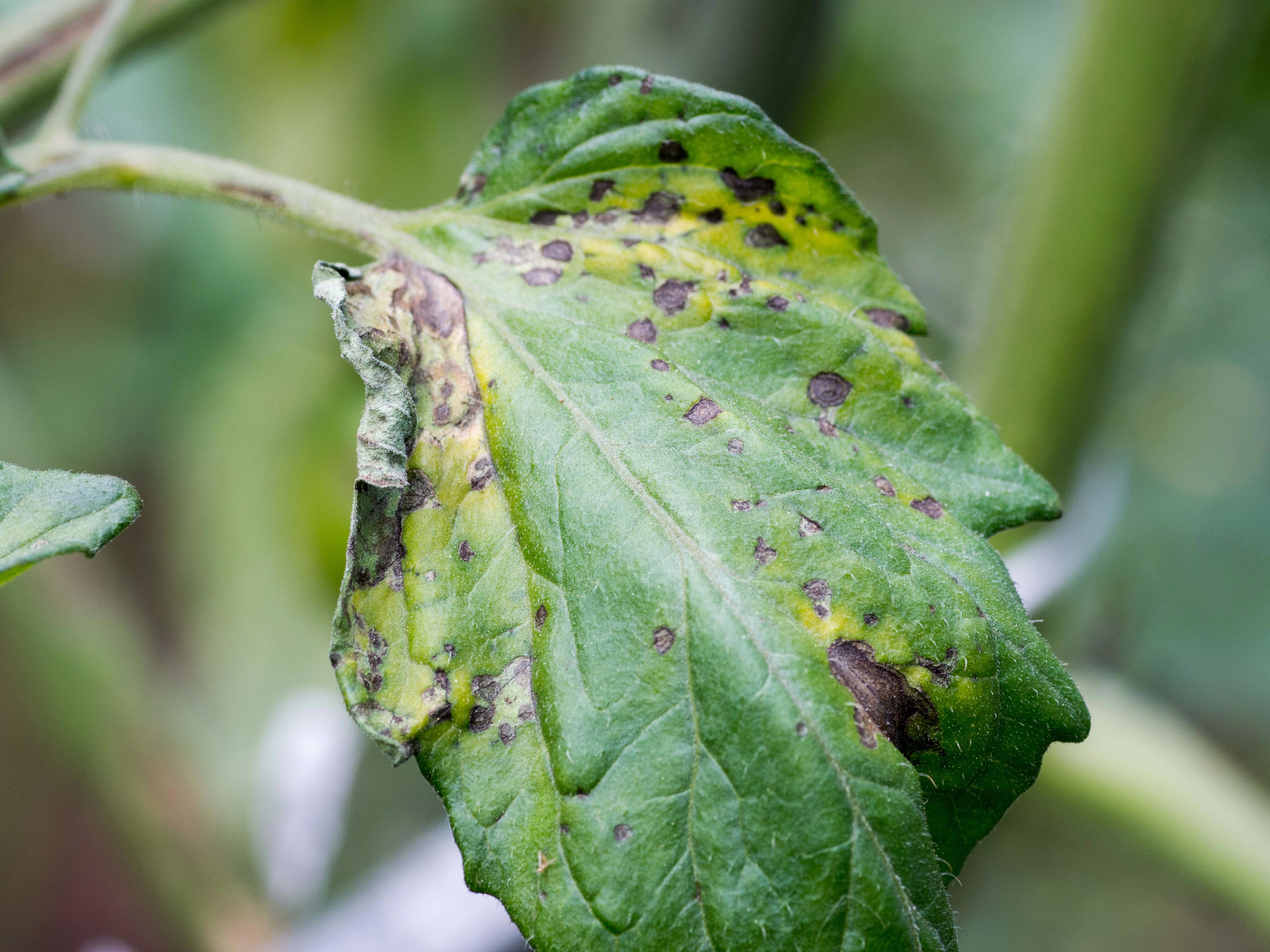 4by3_tomato-plant-infected-tomato-spotted-wilt-virus-also-known-as-tswv-on-farm-xl_7776x3487px
