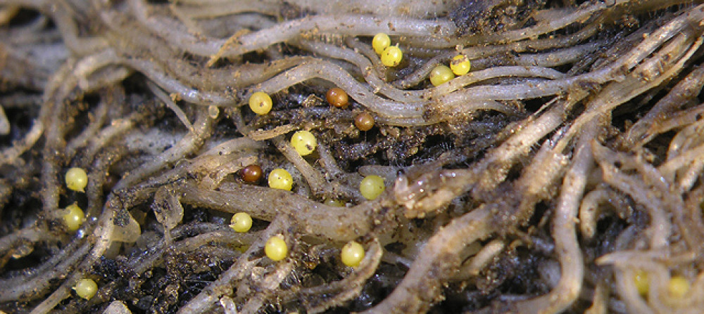 nematodes-9