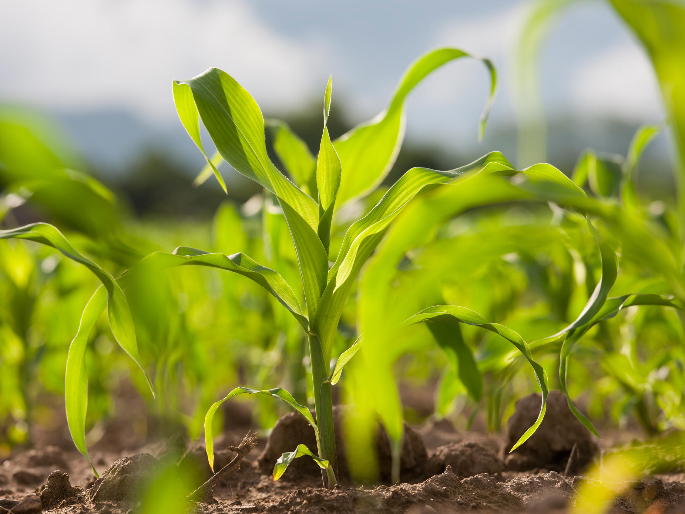 4by3_young-corn-seedlings-in-a-field_2700x1820px