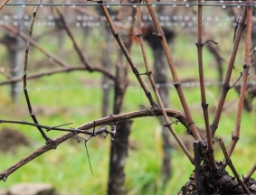 agro-viticulture-stalk-analysis