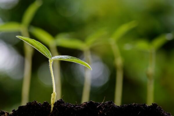 young-plant