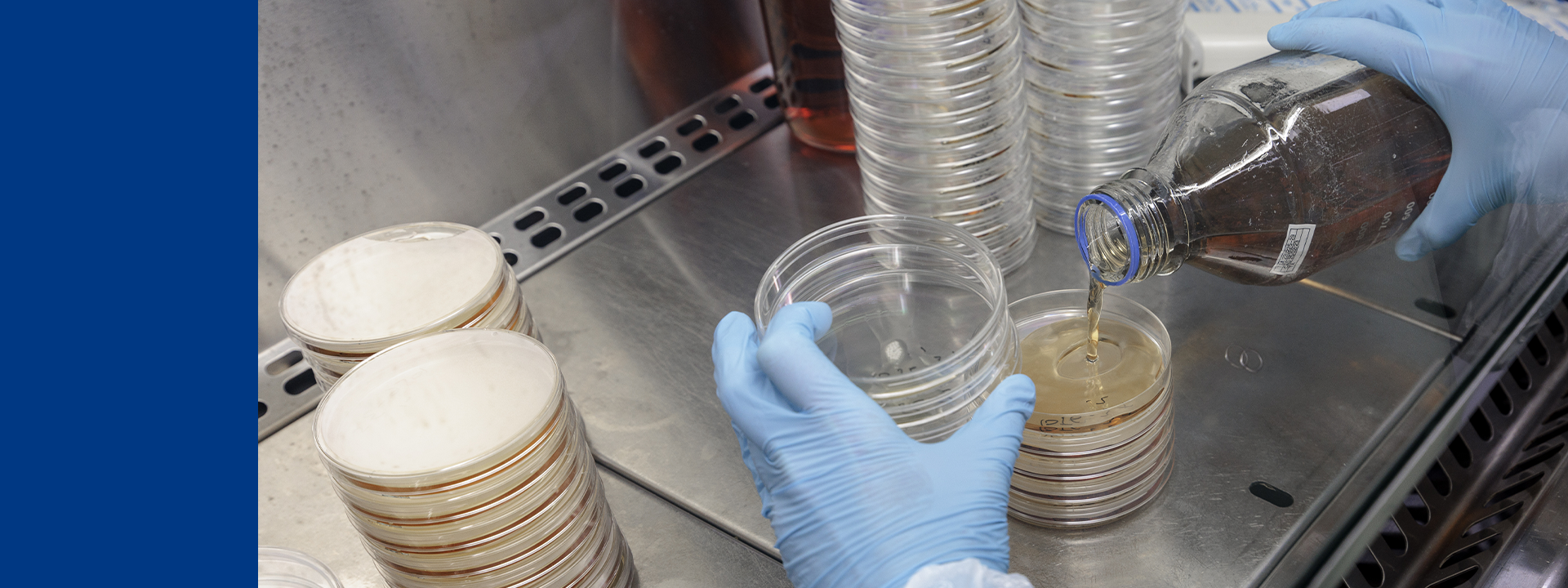 Laboratory technician preparing microbial culture plates and dispensing media as part of a preservative efficacy test in a controlled environment.