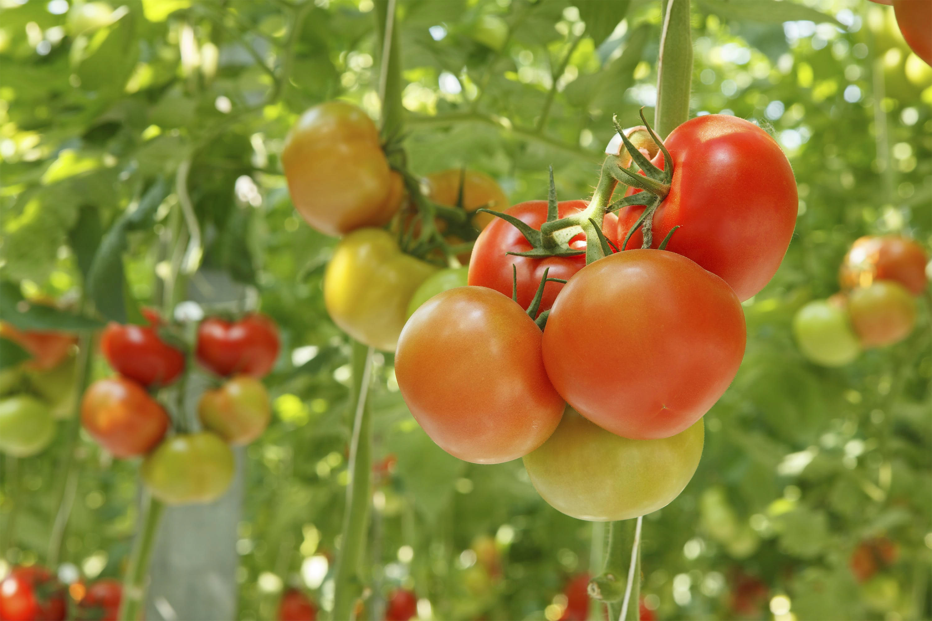 tomatoes-growing-in-the-greenhouse