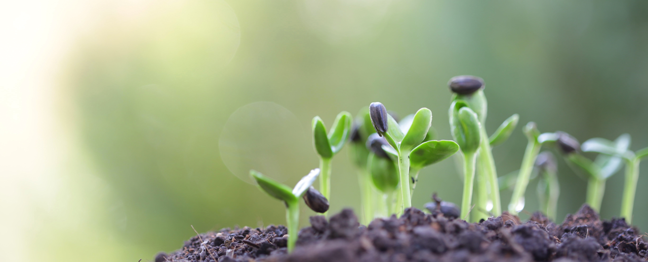 sunflower-seed-sprout
