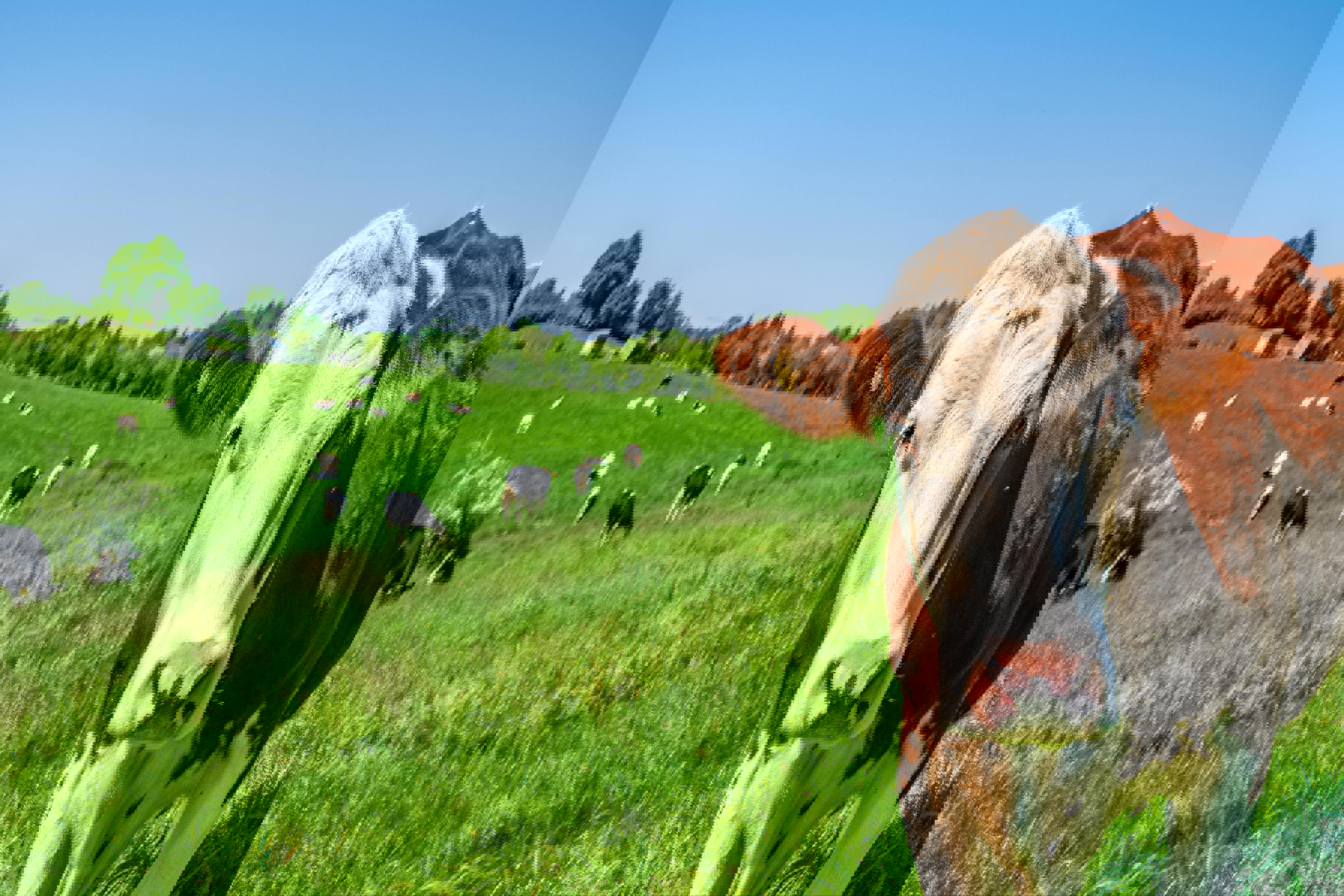 a-white-and-brown-cow-looking-straight-at-the-camera-with-a-herd-of-cows-on-the-pasture-in-the-background_web