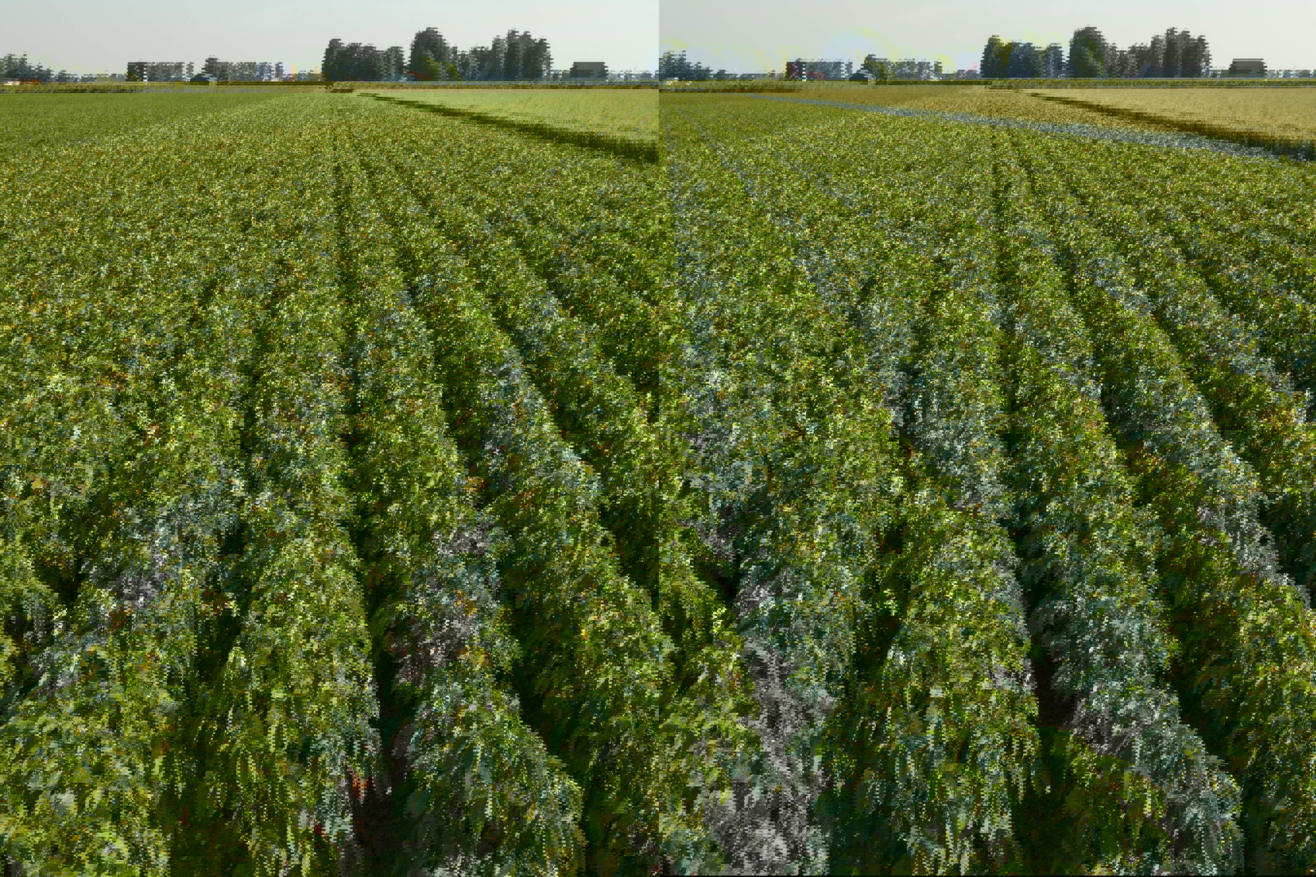 potato-field-web