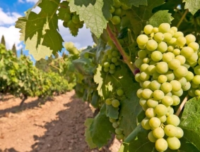 viticulture-leaf-analysis-3