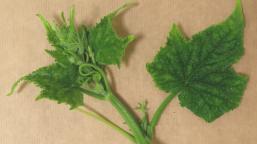 plant-virus-testing-at-eurofins