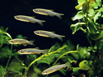 adobestock_371765225_360x270