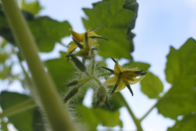 tomatoes-flower