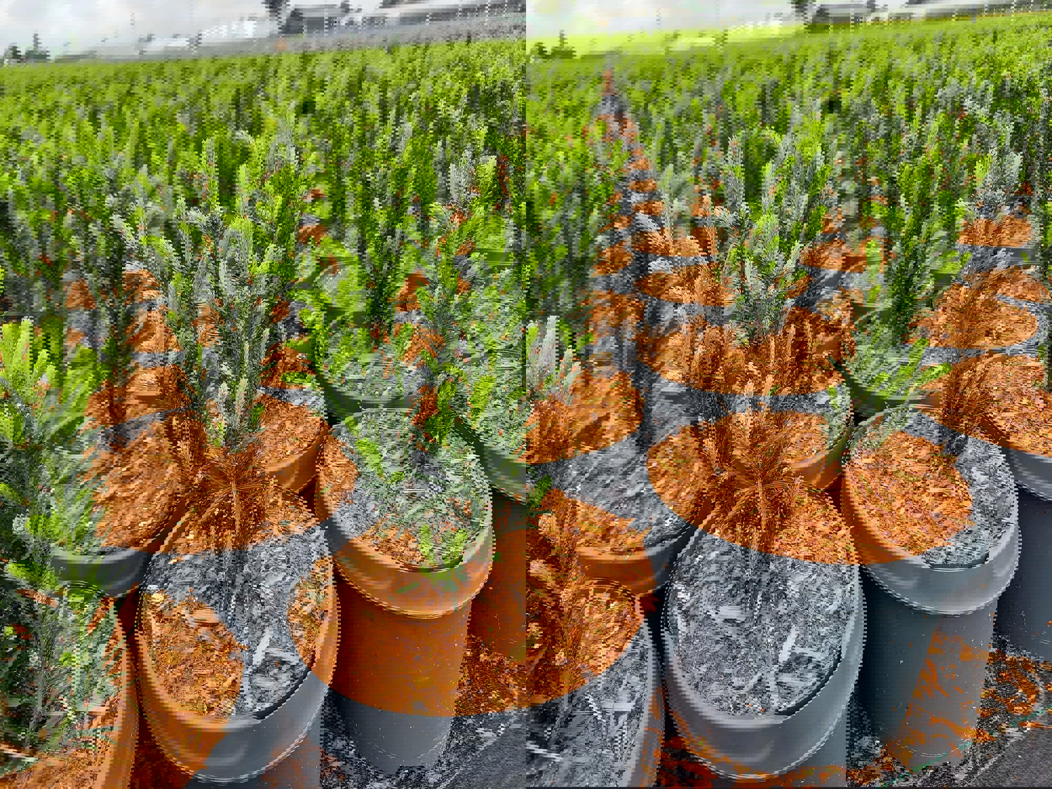 tree-cultivation-web