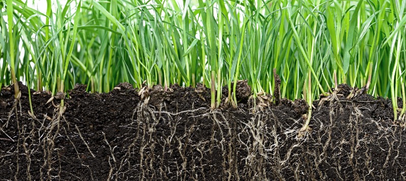 soil-cut-grass-800x357px