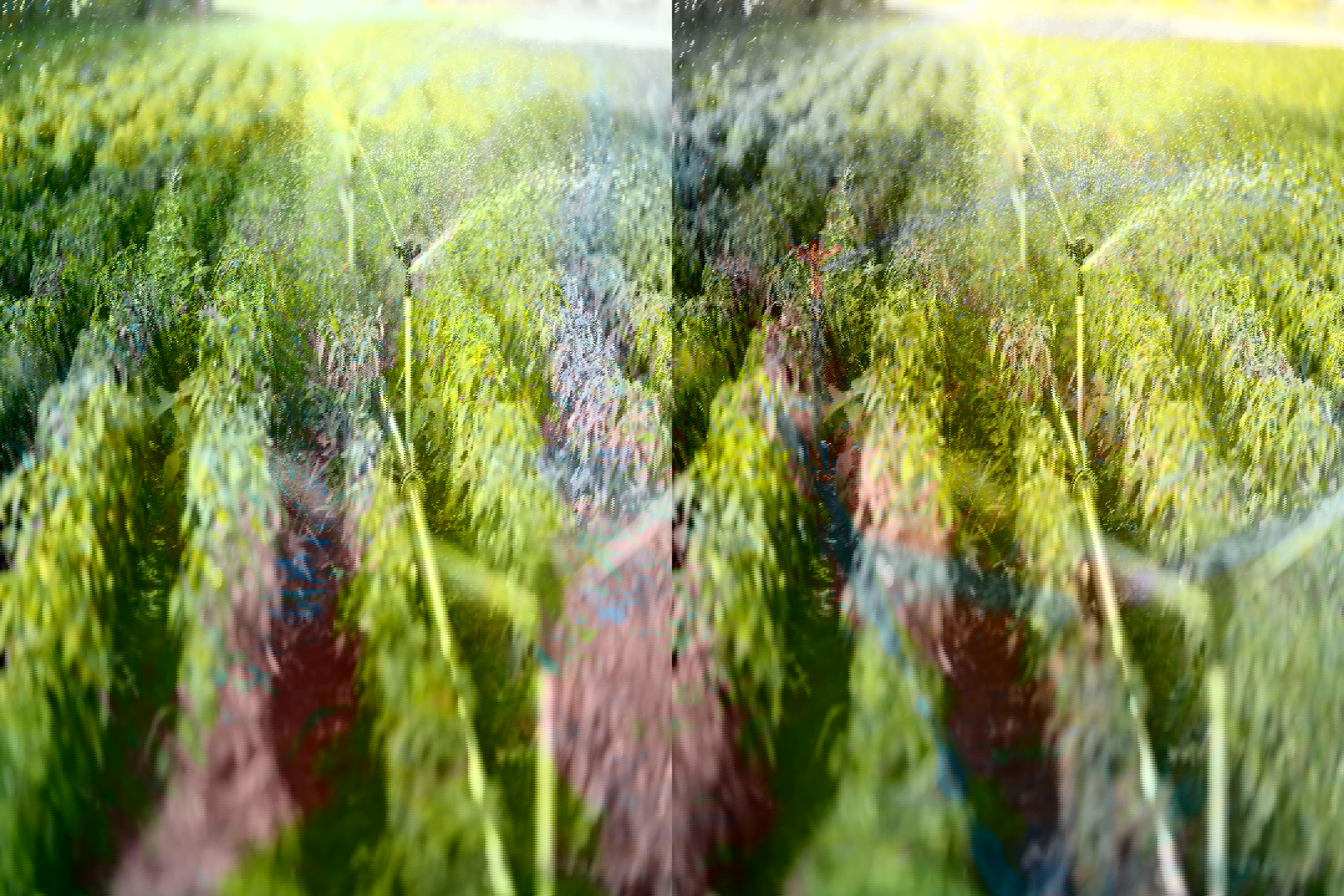 irrigation-system-in-function-watering-agriculutural-plants_web