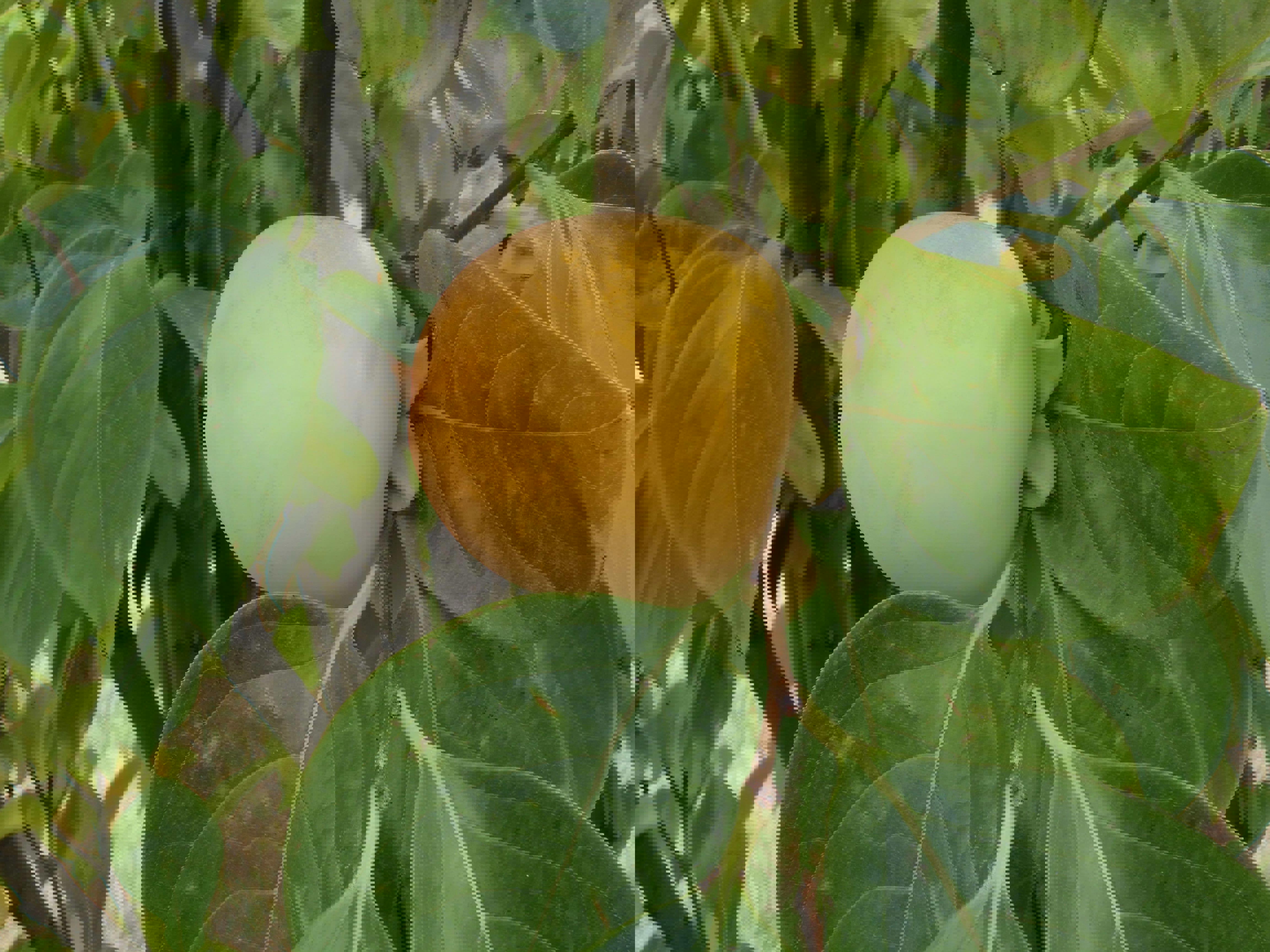 lemon-web