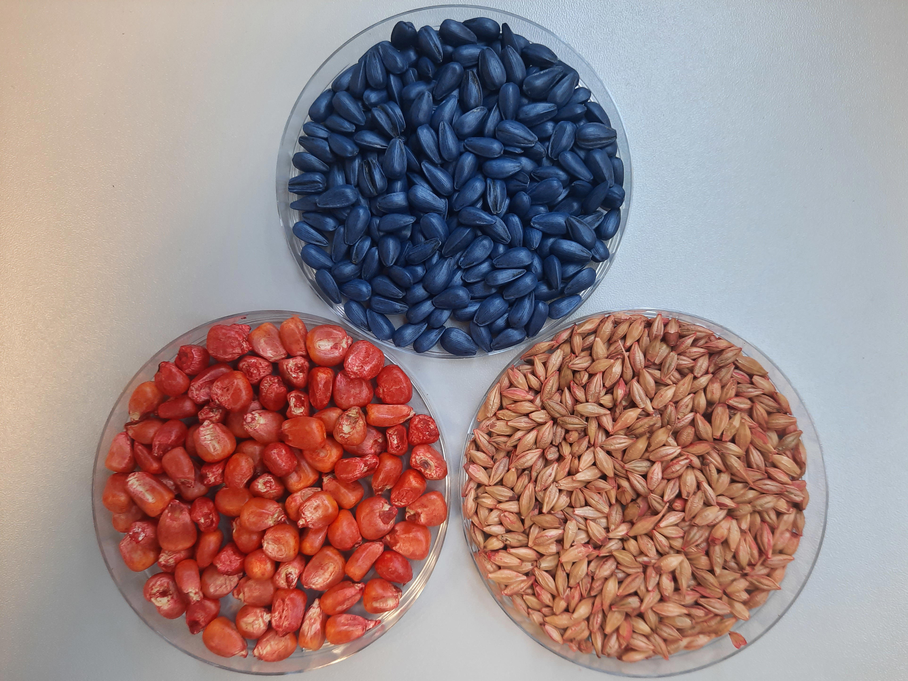 4by3_treated-seeds-asmd (1)