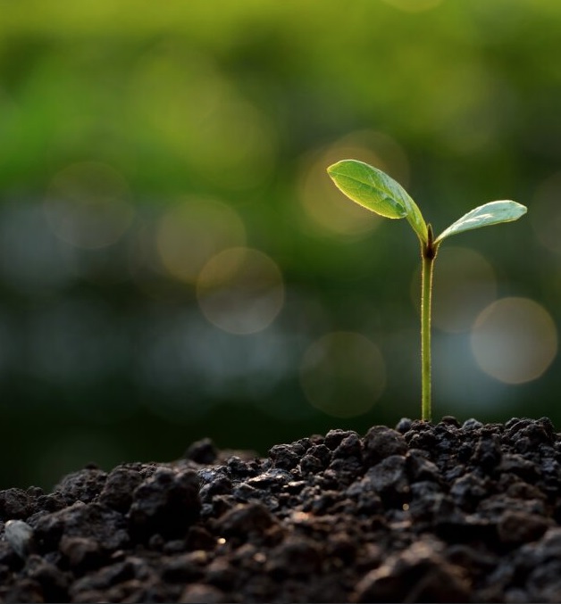 seedling-5