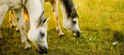 two-horses-eating-in-grassfield-400-178px