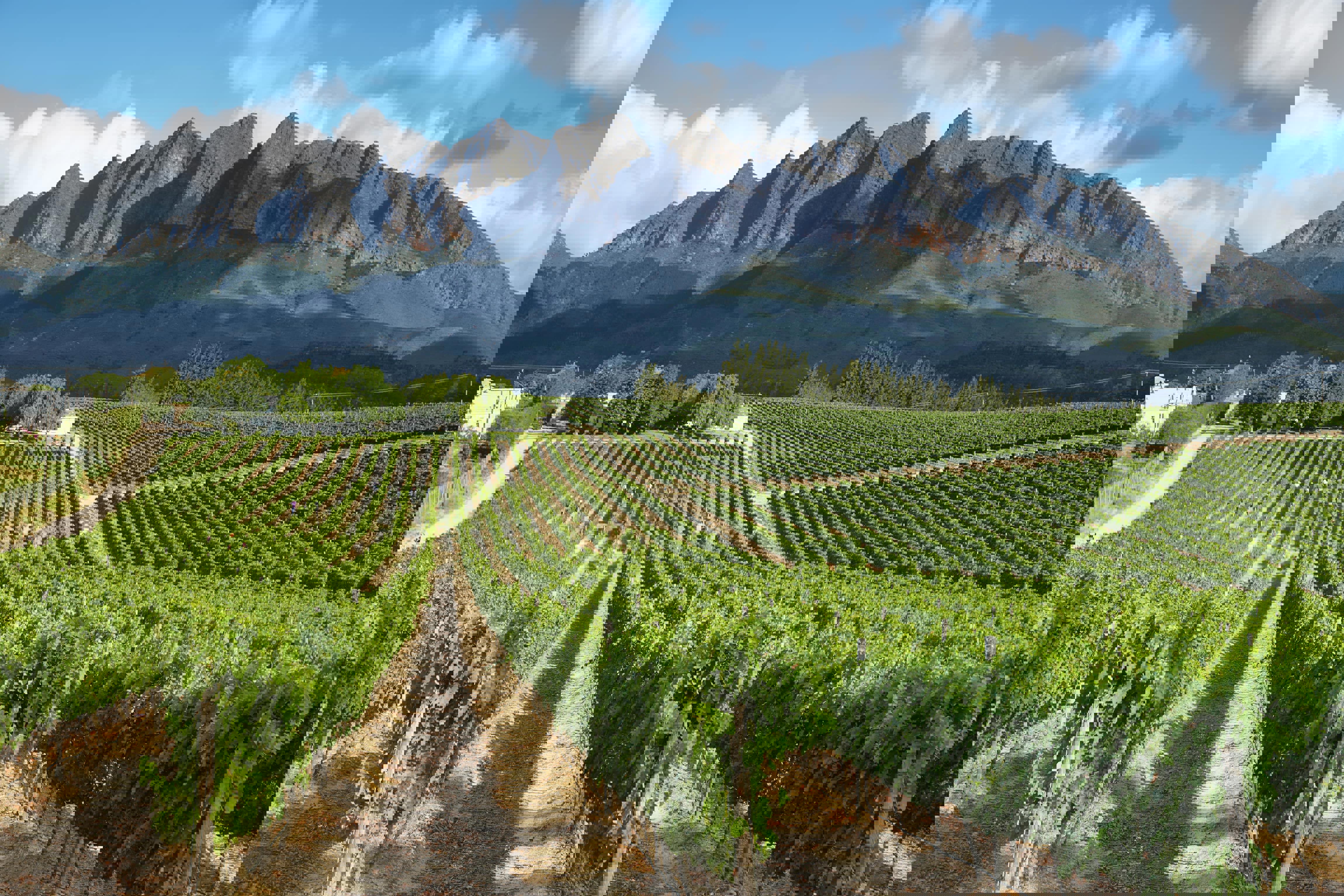 viticulture-grapes-mountains-web