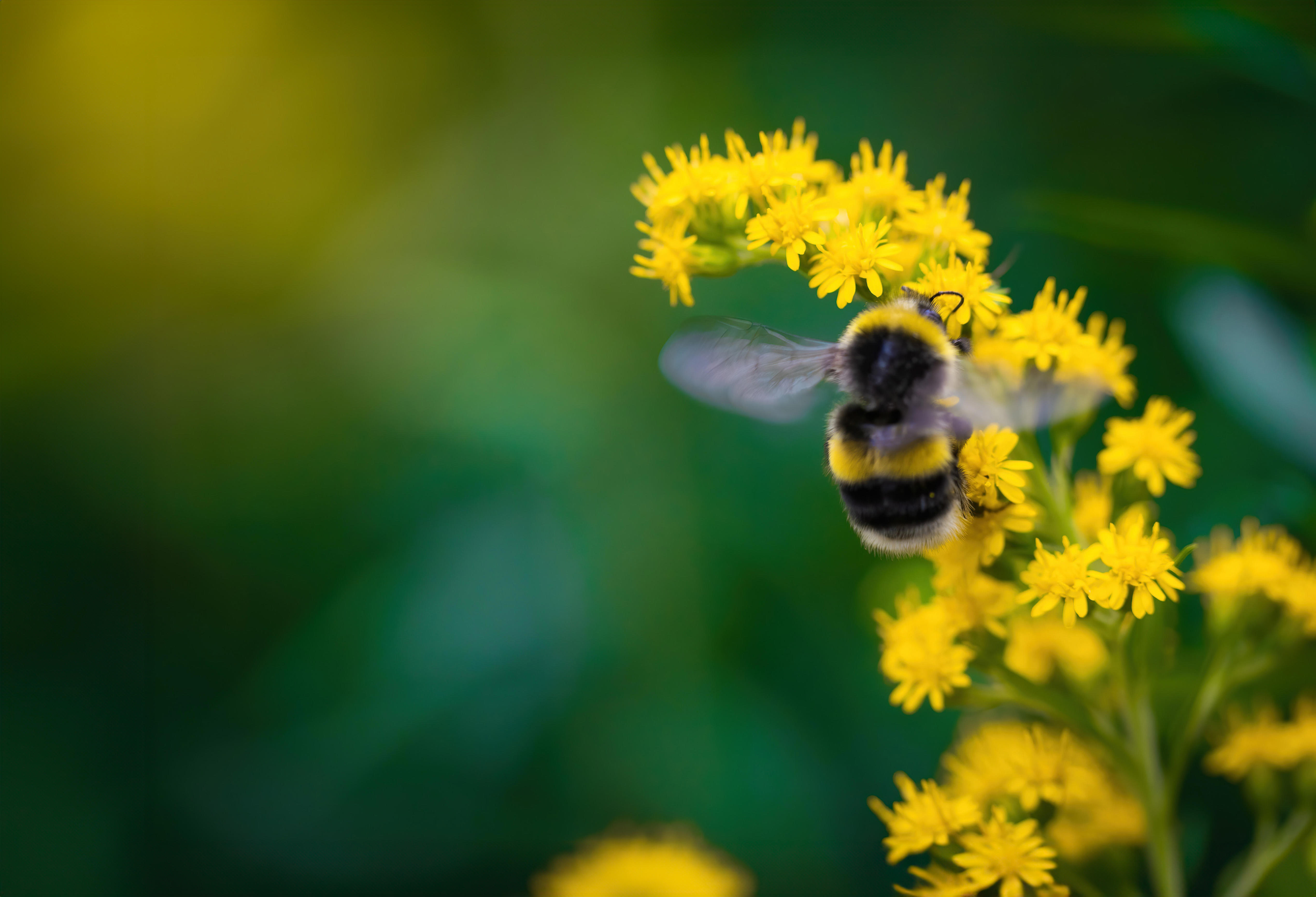 bee-on-flower