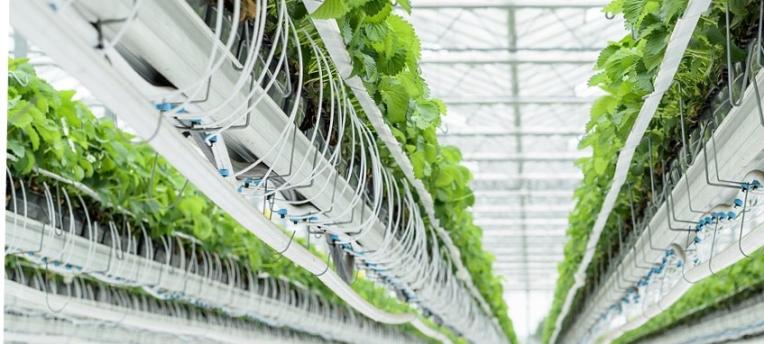 prevent-clogged-drippers-during-cultivation