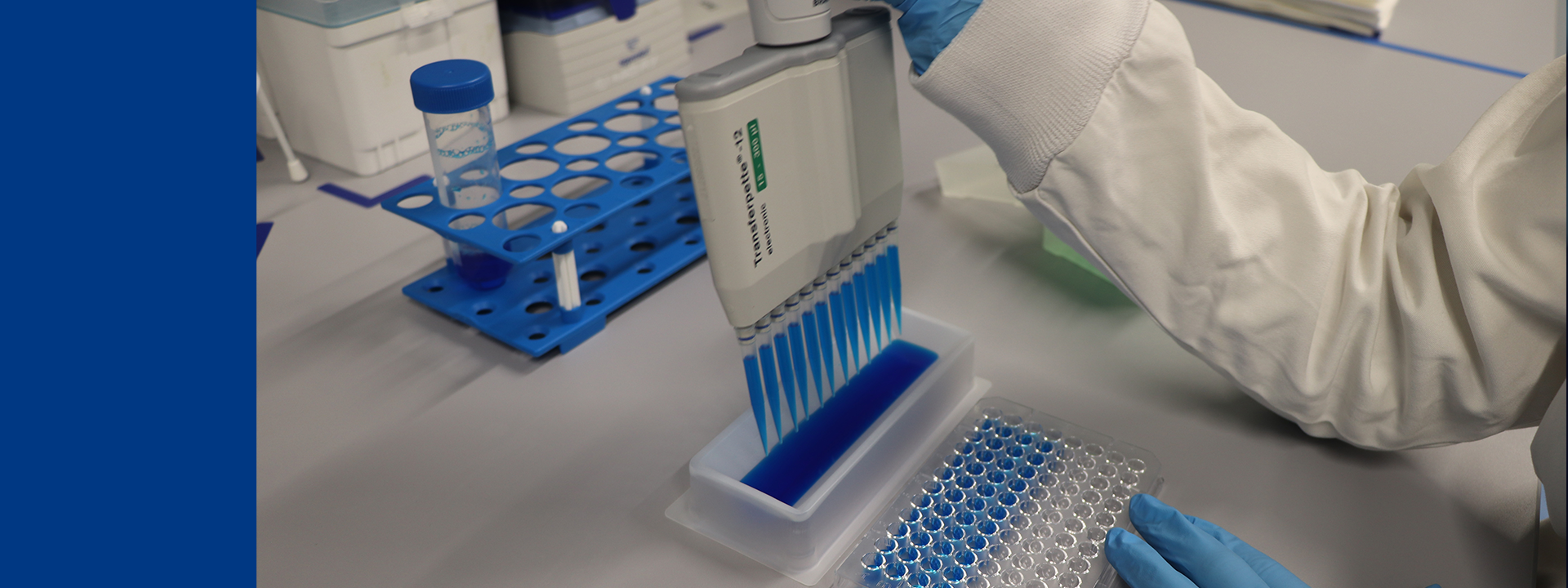 laboratory technician using a multichannel pipette to dispense blue liquid into a 96-well plate during a Monocyte Activation Test (MAT) for pyrogen detection