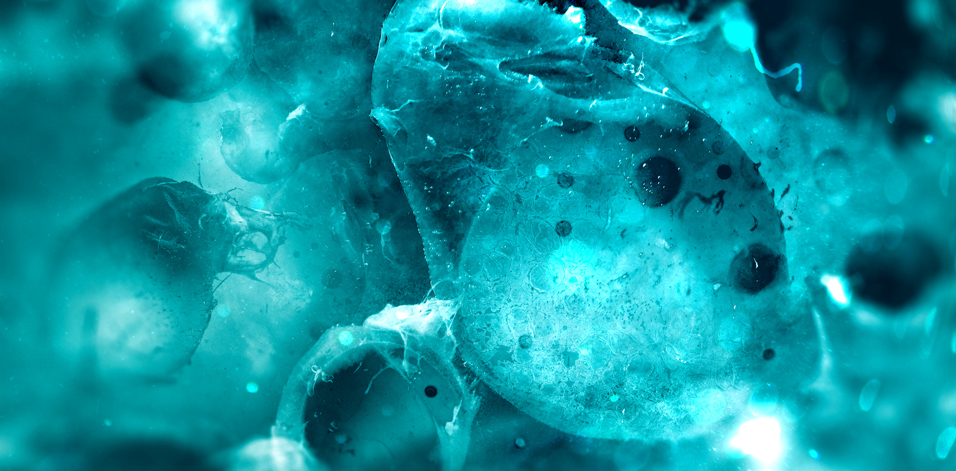 cells-websize-cropped