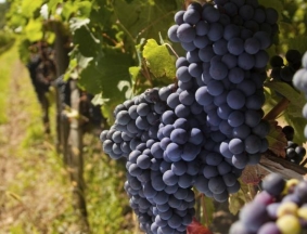 viticulture-fruit-analysis-2