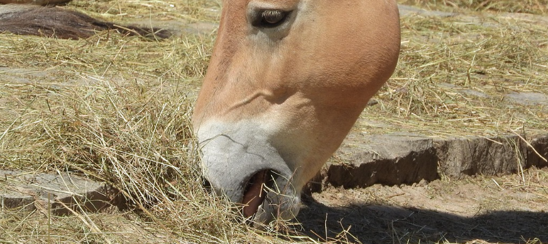 horse-eatinghay800x357