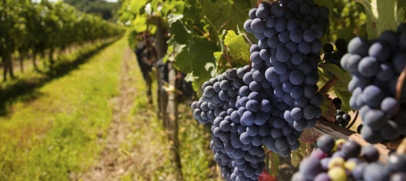 viticulture-fruit-analysis-2