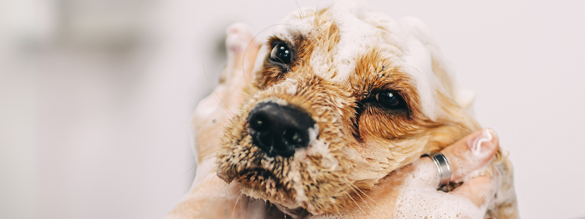 banner-website-pet-care-products-testing