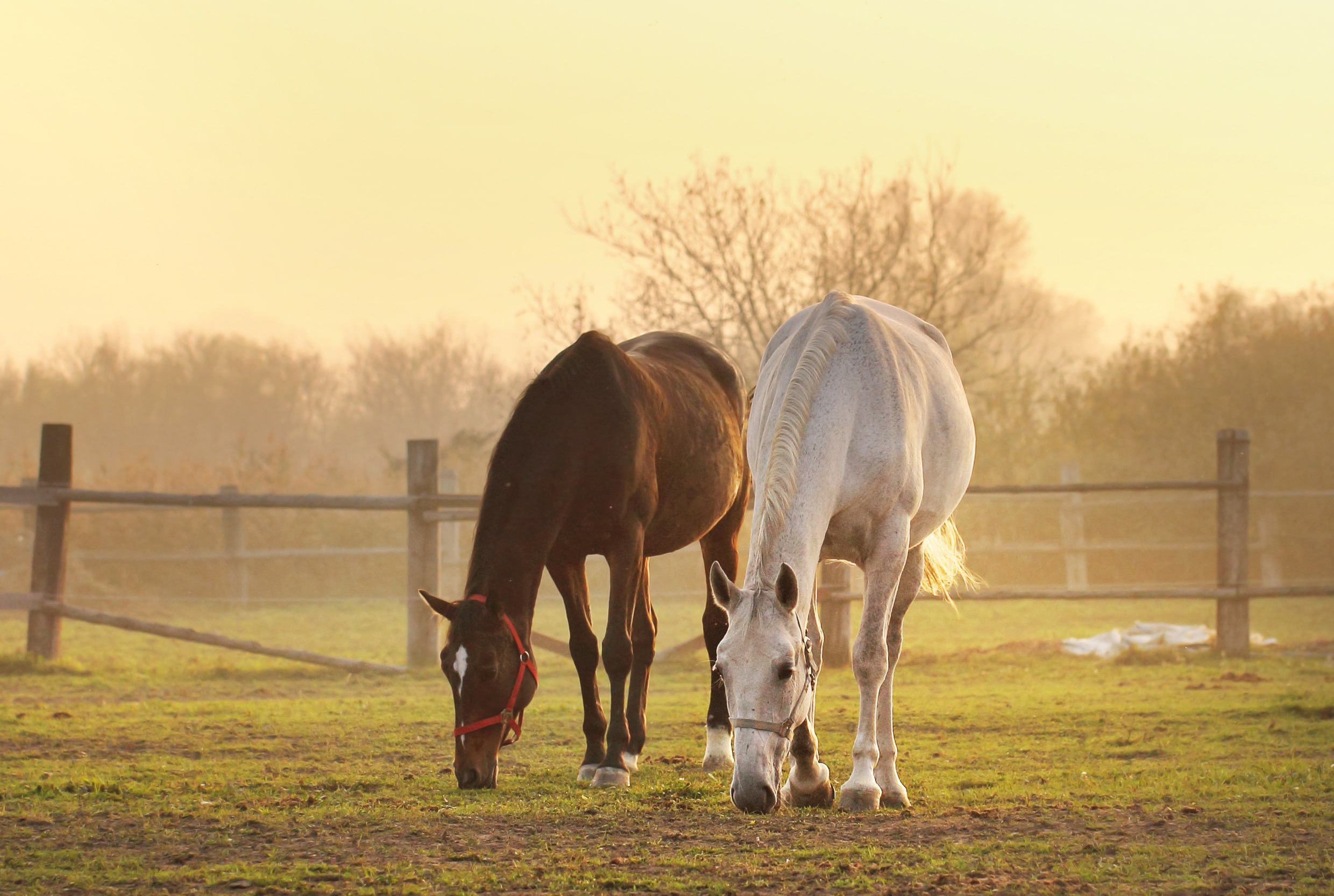 horses-outside-field-web
