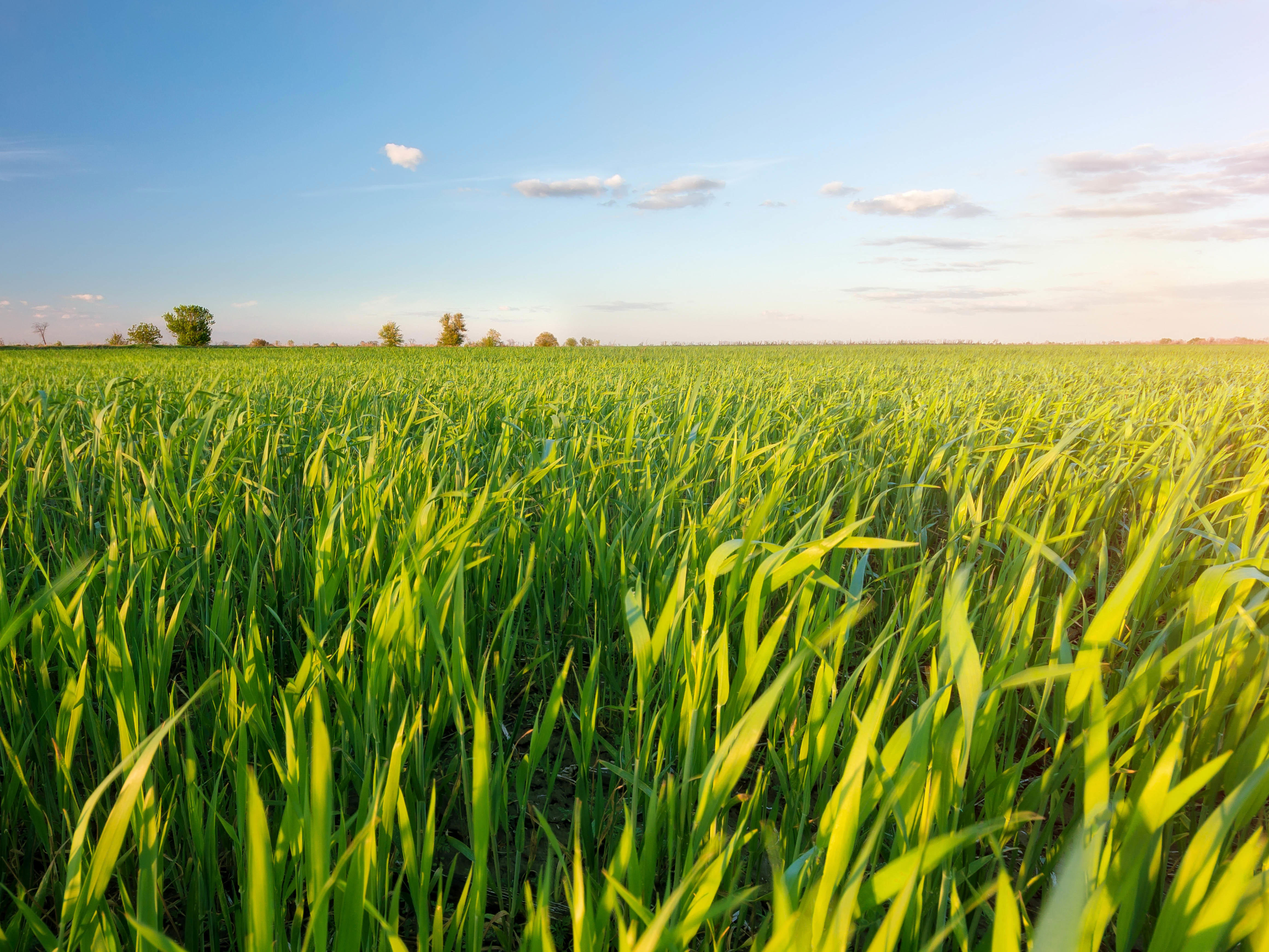 4by3_young-seedlings-of-wheat_6189-x-3481-px