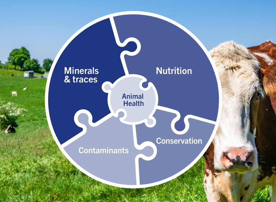 agro-forage-puzzle-with-cow