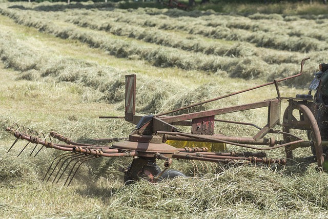 haymaking