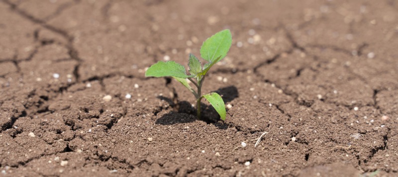 dry-soil-with-plan-800x357px