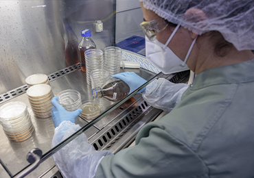 Laboratory technician preparing and examining microbial culture plates for non‑sterile product testing inside a controlled workspace