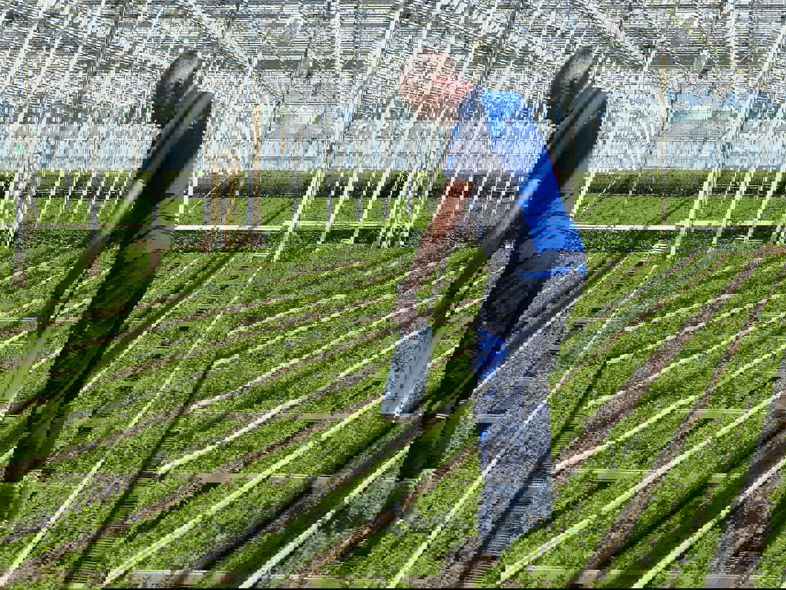 soil-sample-golden-daisy-greenhouse-web