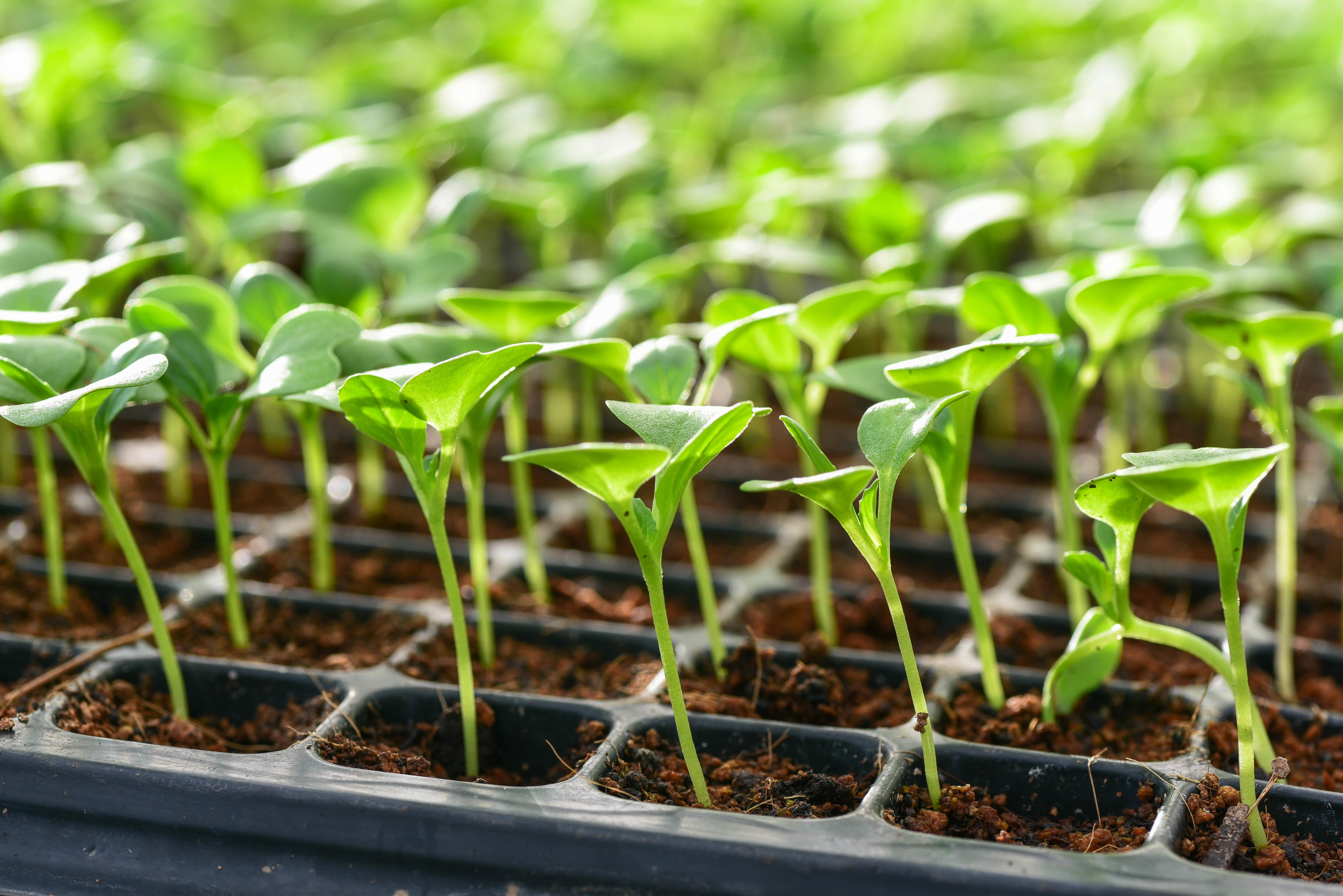 small-seedlings-of-lettuce-in-cultivation-tray-xxl_6016x4016px