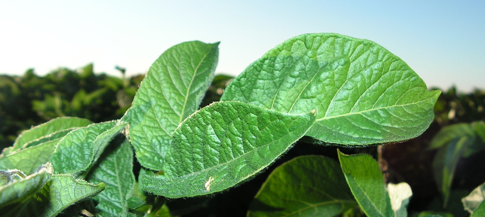 agro-crop-laefs-closeup-plant