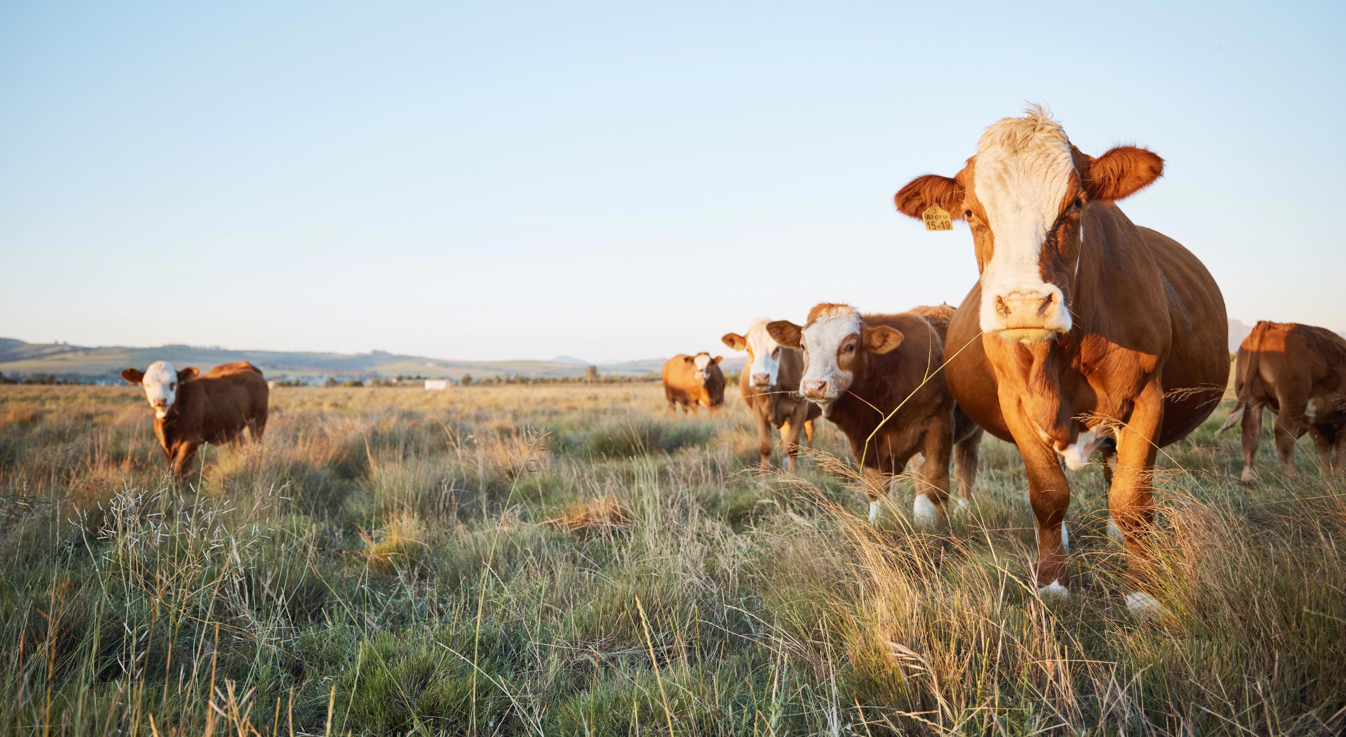 A group of cows grazing in a grassy field under a clear sky. The cows are brown and white, with one cow prominently in the foreground looking directly at the camera. 
