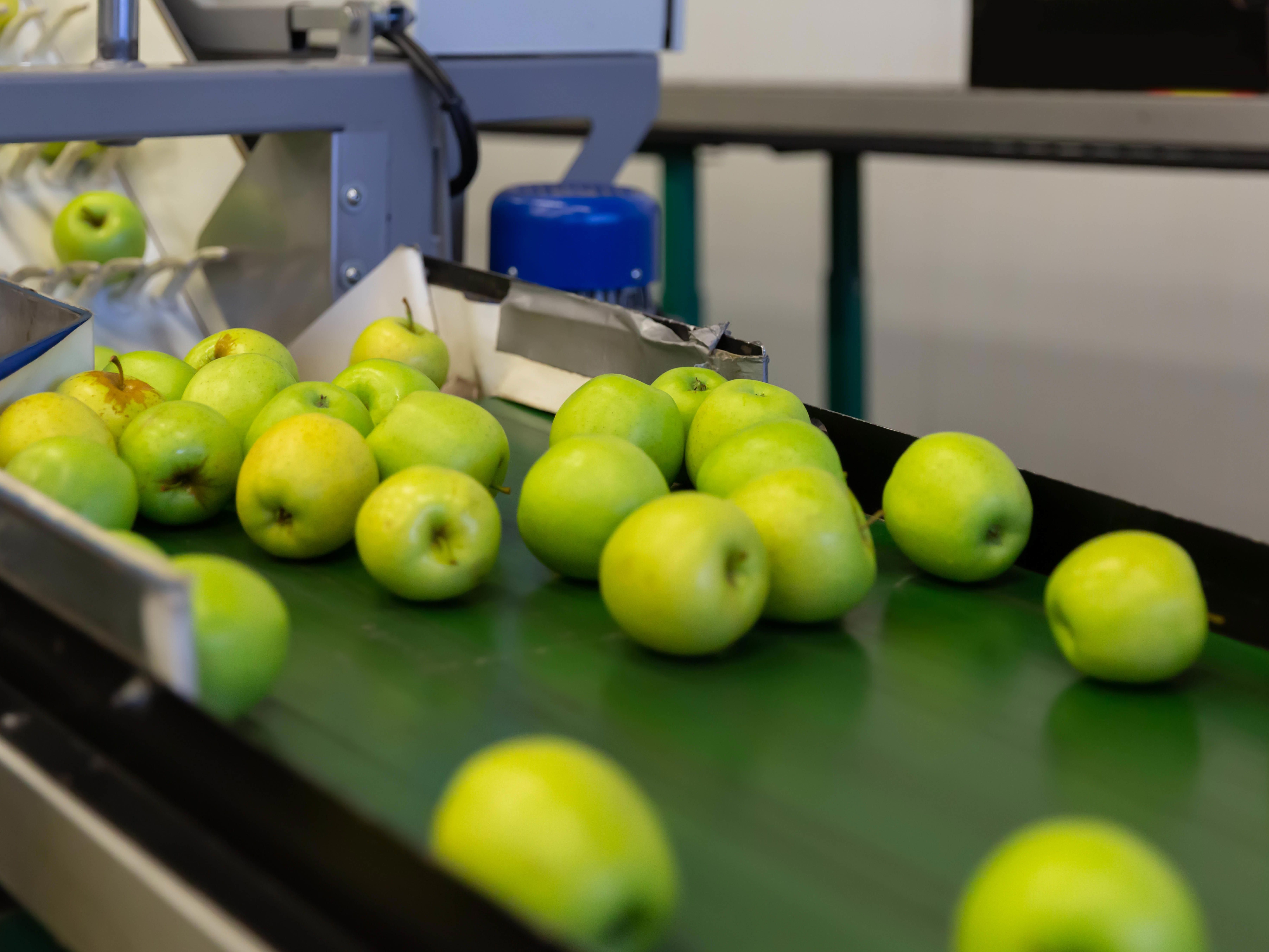 4by3_view-of-juicy-apples-on-conveyor-belt-of-sorting-production-line-at-the-apple-factory_8337-x-5760-px-2