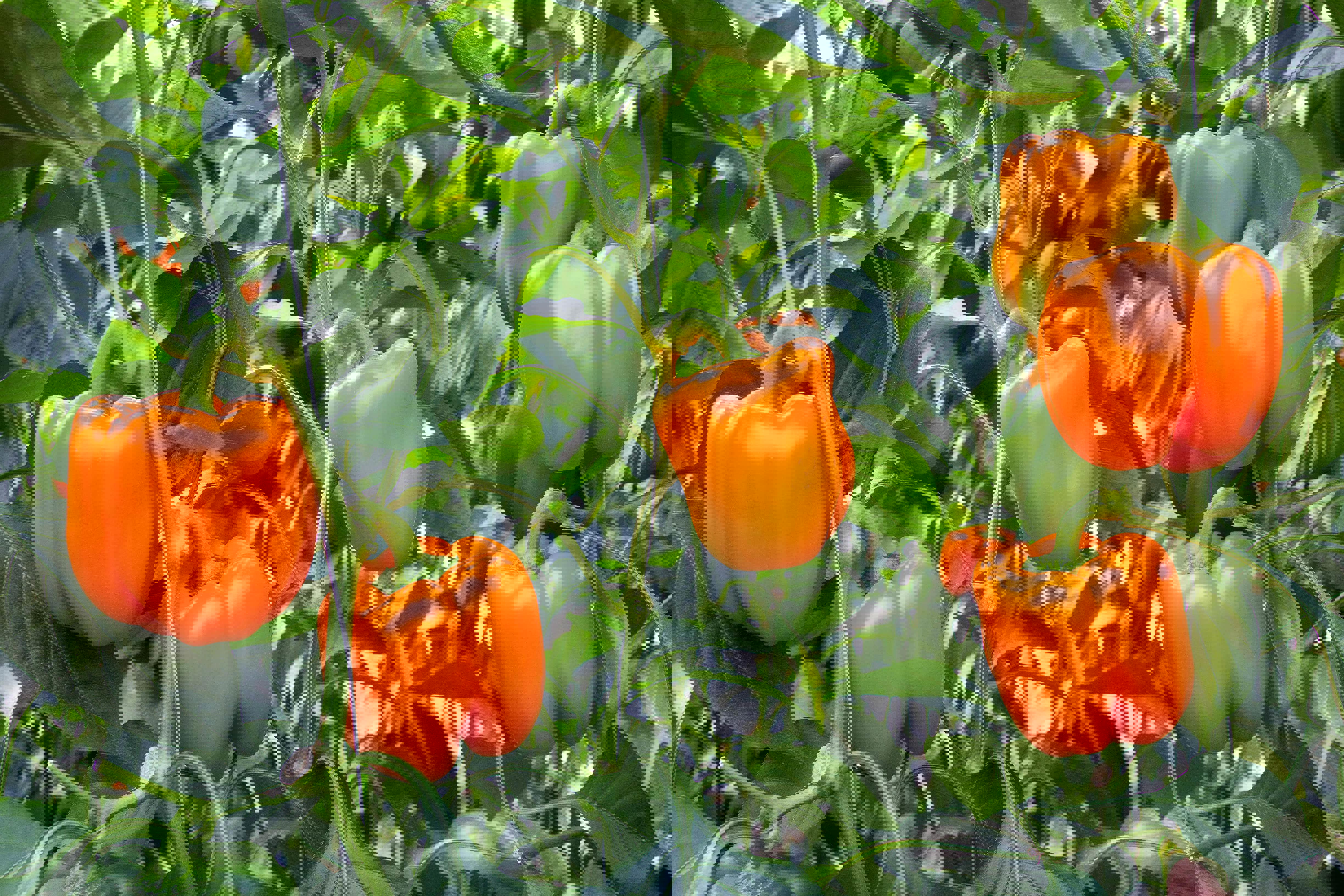 oranje-paprika-hoofdfoto-web