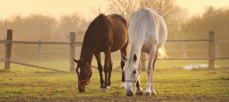 horses-outside-field-web-800x357px