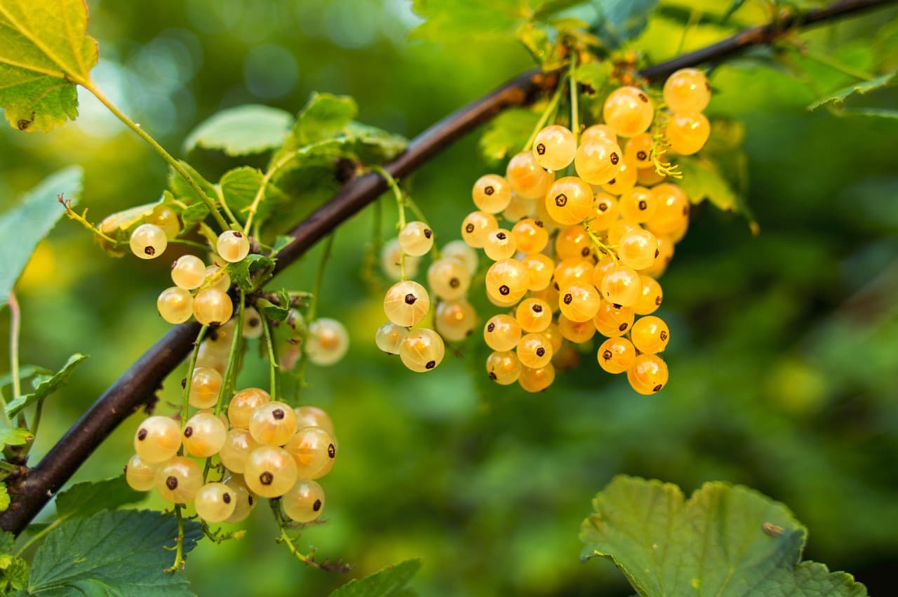 currant-550600_1280-berry-min