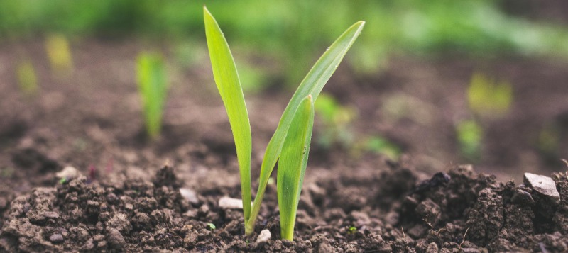 soil-soil-life-800x357px