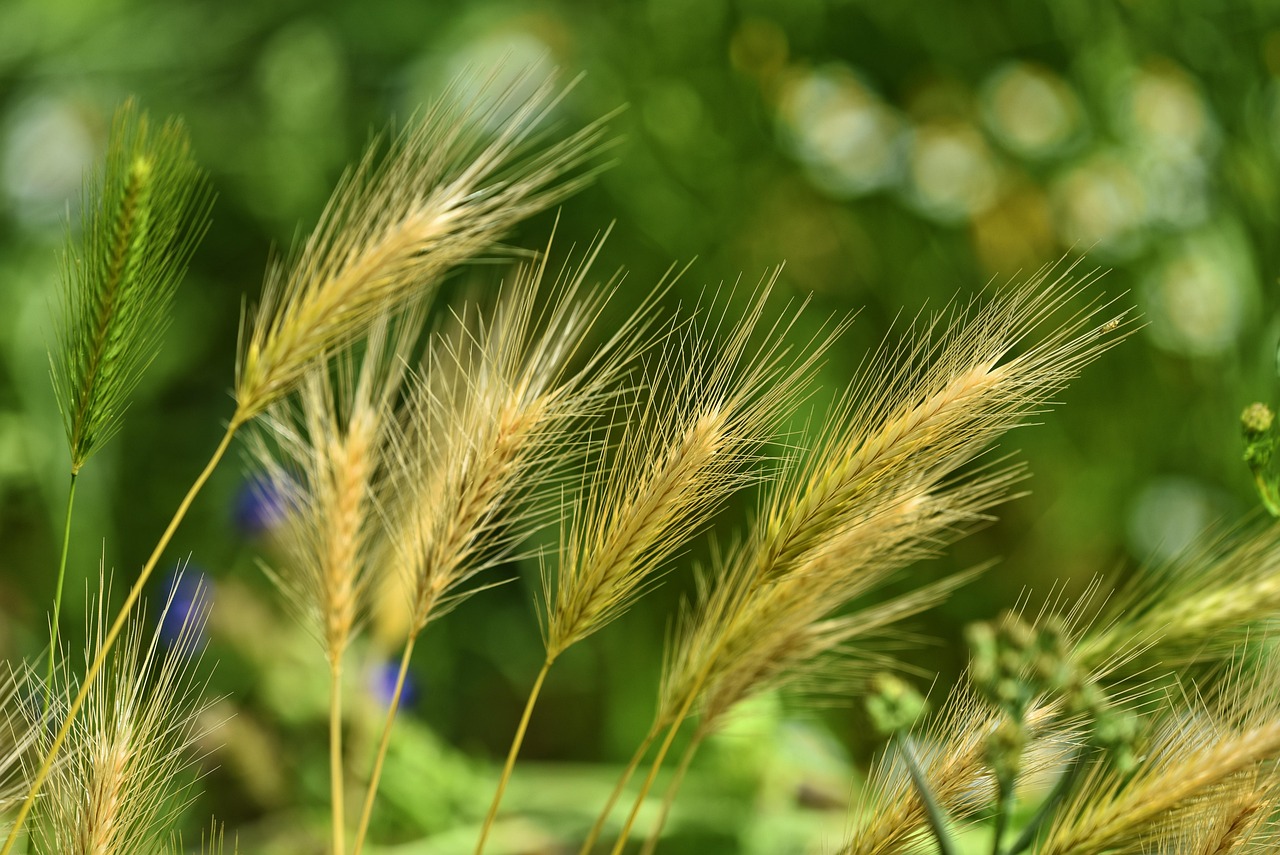 agro-foxtail-barley
